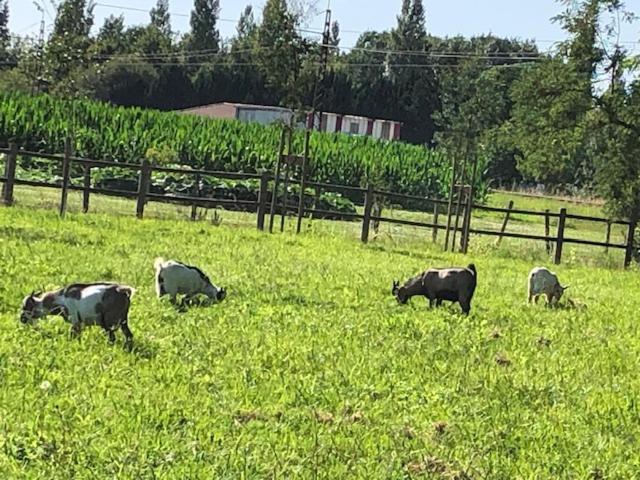 Appartamento Gite La Grange De Pardies Orthevielle Esterno foto